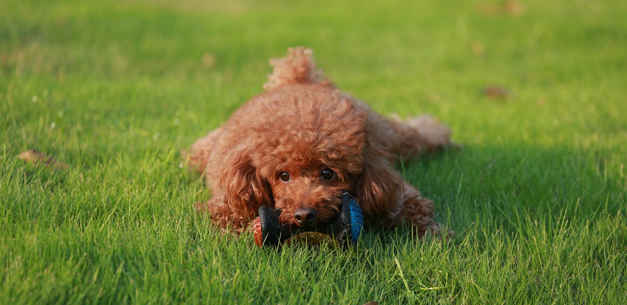 A cute toy poodle lying on the grass with a chew toy. Perfect pet photography capturing playful moments.
