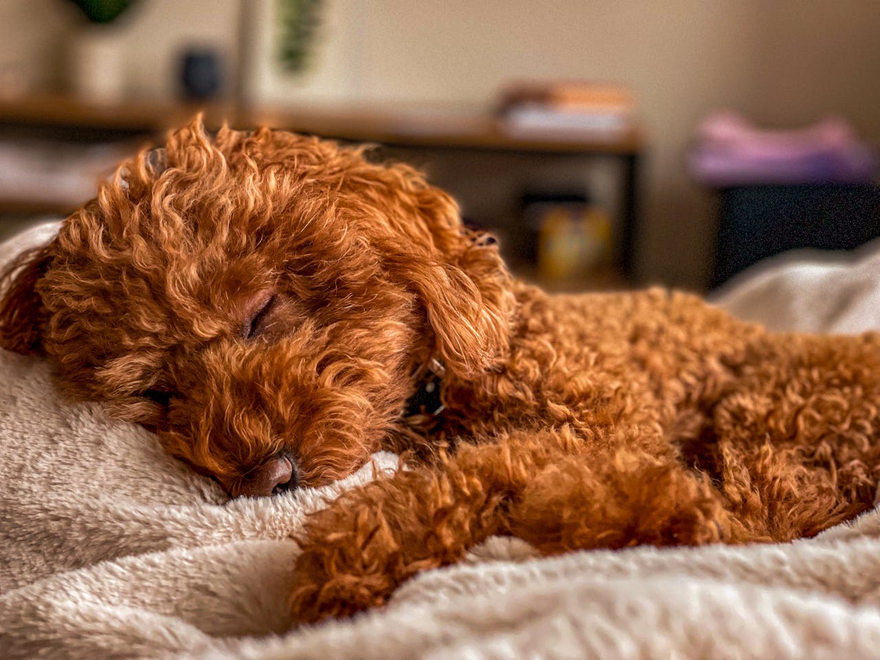 A cute brown poodle puppy napping indoors, showcasing its fluffy fur and serene demeanor.